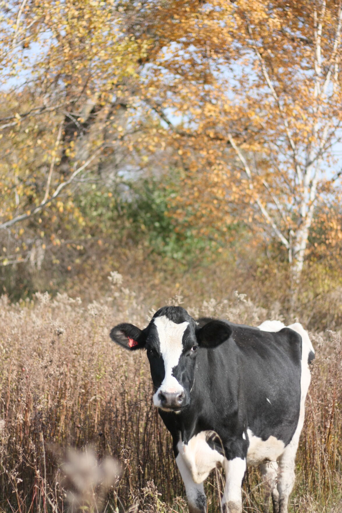 Cherries, cows, and cognitive dissonance 1.JPG